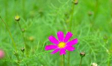 11月运势不得了的生肖，财运变旺，意外之财不断，数钱数到手软