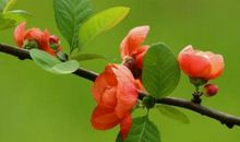 11月财多福旺贵人帮的生肖，运气好得不得了，注定要发大财