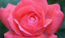 未来三年贵人助力，财神青睐，事业如日中天，招财纳福的3大生肖