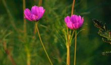 横财运佳，越到月底越有财，3生肖在11月运势翻转，好事不断
