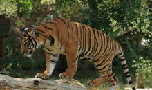 非比寻常的生肖属相