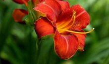 11月好事不断，事业一路高歌的生肖，苦尽甘来，福气满满