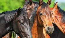 麦玲玲属马人2021年运势运程 2021年生肖马运程