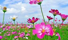 11月下旬转运变富翁的生肖，横财旺，贵人多，注定能大富大贵