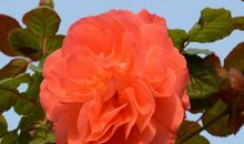 横财无处不在，处处有钱赚，明年添丁纳福，大小财不断的生肖