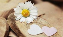 生肖牛和生肖鼠是否相配