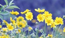 11月将会一顺百顺，家业兴旺，喜事成堆的4个生肖