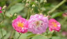 未来十天吉星高照，好运连连，财运旺，事业大展宏图的3大生肖