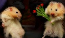 2008年属鼠人要注意什么,2020年12岁本命年佩戴什么开运