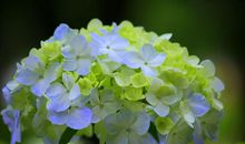 12月15号起喜迎贵人来，财神坐镇，步步高升，升职加薪的生肖