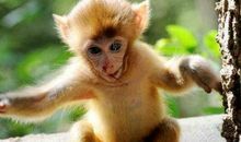 1992年属猴人2021年运势男命 92年出生29岁生肖猴男2021年运程详解