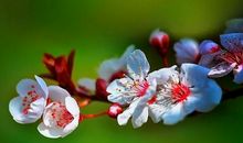 剑锋金命缺什么，剑锋金命缺土，气血虚弱脾胃有疾