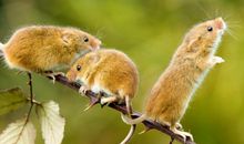 2020年是哪几个生肖属相犯太岁呢？