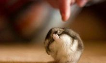 2020年属鼠人穿啥颜色好？本命年要穿红色吗