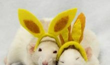 属鼠2020年本命年哪些颜色不利生肖鼠？