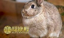 87年属兔的是什么五行