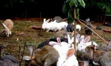 1987年属兔人2021年运势男命 87年出生34岁生肖87男2021年运程详解