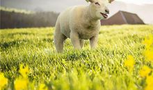 属羊的一生命运如何