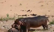 会成为很多人心目中的女神，走到哪里都受欢送的生肖女