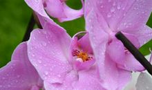 恭喜四生肖有好运降临，11月11号开始财运涌上来，大赚大发富贵不愁！