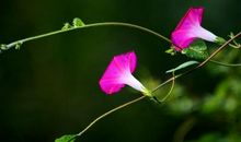 属此生肖的孩子，天生聪明，长大后必有作为，是全家人的摇钱树