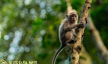 夫妻属猴住几层好，楼层数字哪些吉利