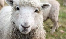 1967年属羊2021年冲太岁要佩戴什么好,67年生肖羊犯太岁怎么化解