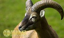 夫妻属羊住几层好，楼层数字哪些吉利