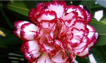 “很可能会离婚”的3生肖女，和丈夫总有矛盾，常常把离婚挂嘴边