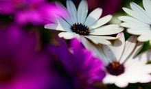 在5月中旬，重拾旧爱，不离不弃，难忘旧情的三大星座