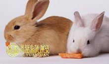 1987年兔是什么命