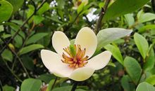 11月下旬出门遇财神，运势喜人，赚钱门路越来越多的四属相