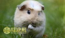 1987年属兔五行属什么