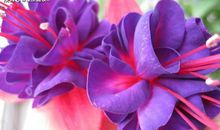 5.16-20星座运势：白羊保持冷静，巨蟹深思熟虑，双鱼坦诚相待