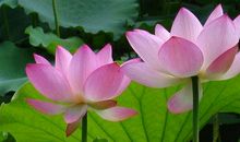 11月春风得意，桃花朵朵开的生肖，财运临身，干什么都能赚到钱