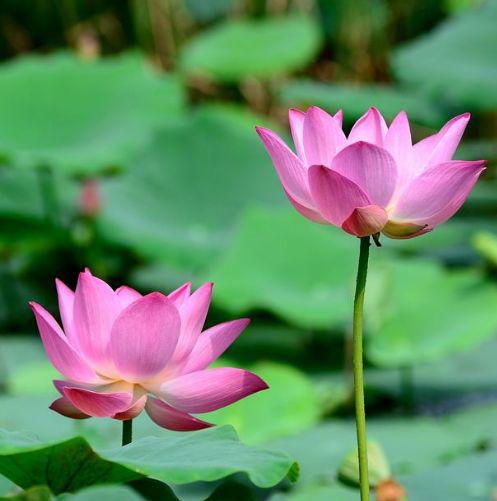 11月春风得意，桃花朵朵开的生肖，财运临身，干什么都能赚到钱 1