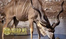 羊年出生的名人都有谁