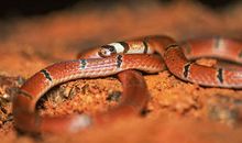 2015羊年出生的人的命运详解