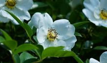 2020年1月开始，财神青睐，喜事不断，事业顺利的星座