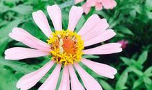 3年内家藏万金，大富大贵的生肖，注定能飞黄腾达，收获钱财丰厚