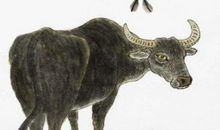 人品极好，为人正直的3大生肖，路上有人帮助，富贵更长久