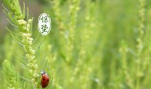 惊蛰节气出生的属虎人命运好不好 是什么命？(图文)