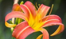 11月财气高涨福气旺的生肖，顺利发家致富，过上充实富足的日子