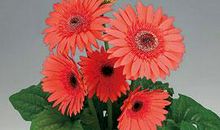 指迷居士属龙人2024年8月26日运程预测算命