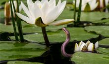 1989年属蛇是什么命