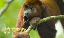 羊年后面是什么年