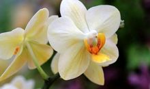 在6月份，不甘平庸，乘风破浪，节节攀升的三大星座