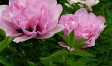 5.16-18星座运势：白羊座加强学习，狮子谦虚谨慎，射手随机应变