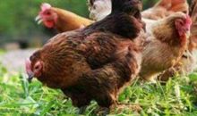 1993年属鸡人2021年运势男命 93年出生28岁生肖鸡男2021年运程详解