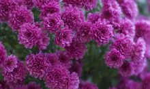 人傻钱多的生肖，11月起连续赚到大财，连续20年福气享不尽